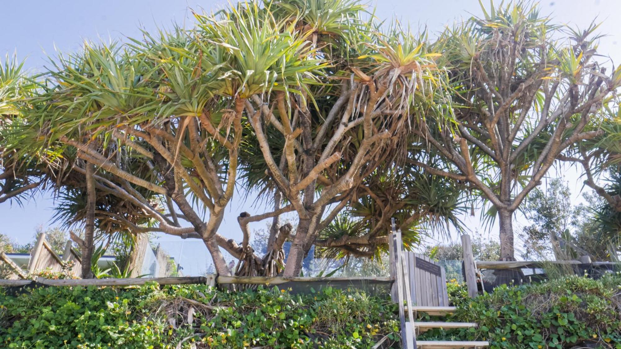Hotel Shambhala @ Byron Byron Bay Exteriér fotografie